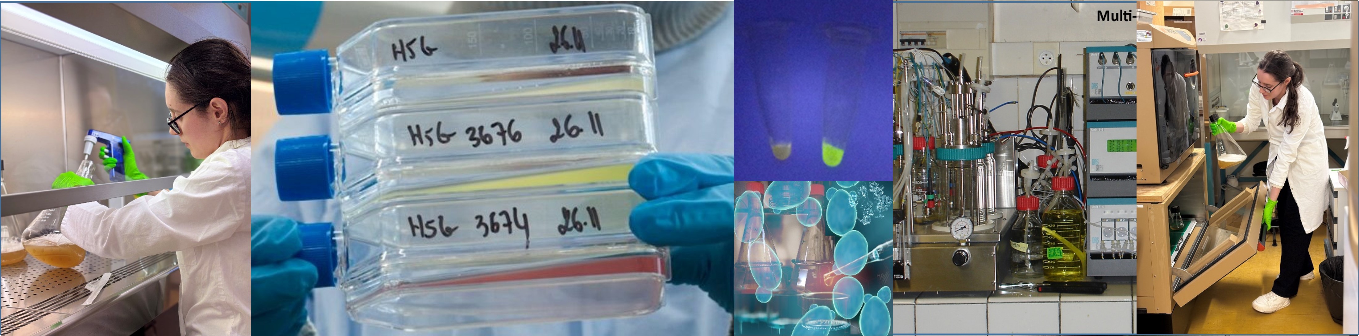 I2BC / Plateforme d’expression de protéines recombinantes en systèmes eucaryotes (Prot-Ex)